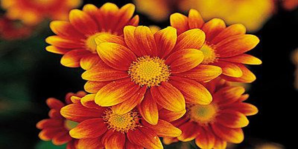 Wall-to-wall Carpet 392