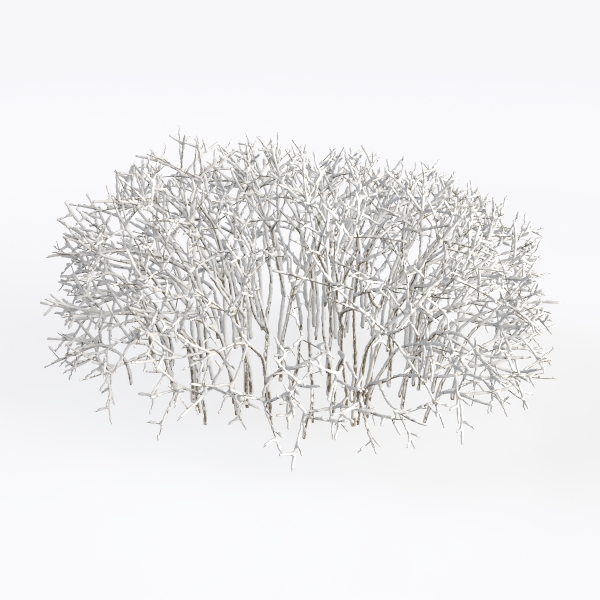 bushes with snow-Landscape Greenery