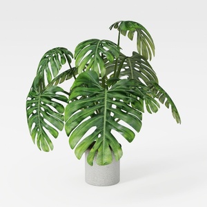 Swiss cheese plant-Mid-Century Modern