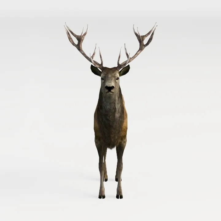 moose-Wild Kingdom