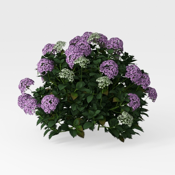 BubbleBlooms Peperomia Assortment, 6 Different