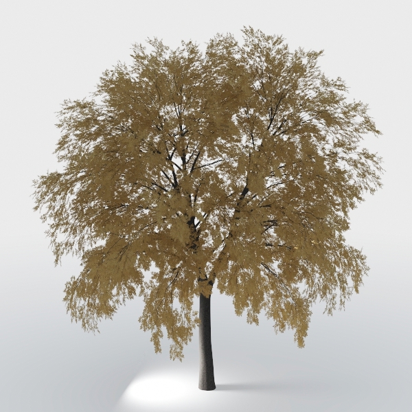 maple tree-Landscape Greenery