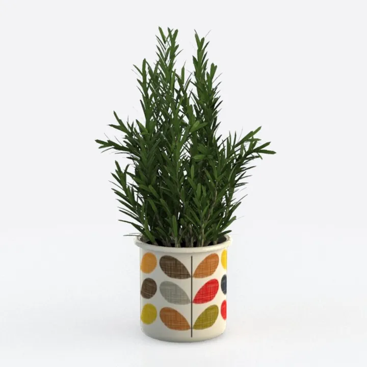 Costa Farms Chinese Evergreen, Red, Easy to Grow