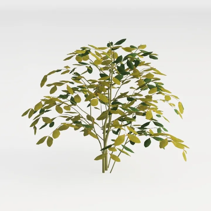 Peony