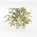 Peony Left 45 Degree View