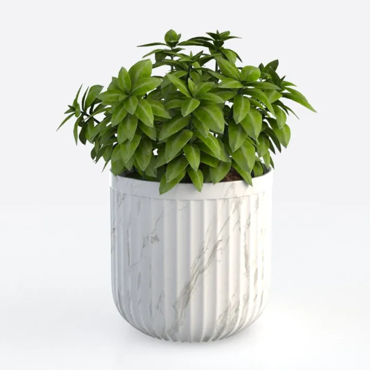 Costa Farms Live Indoor Plant, Trending Tropicals 