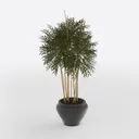 Minimalist Concrete Potted Bamboo Plant 3D Model Right 45 Degree View