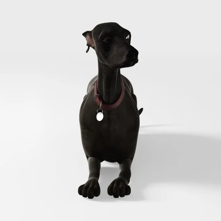 Big dog