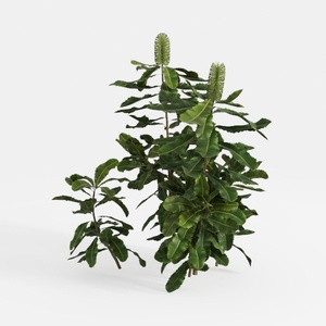 greenery-Outdoor Odyssey