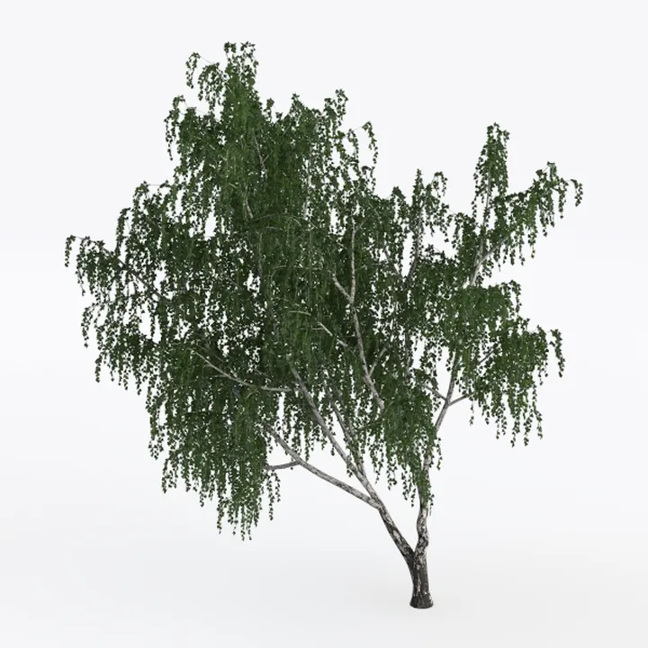 willow tree-Landscape Greenery