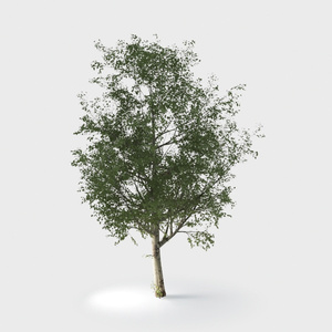 Open-air Cafe-plants 14.max