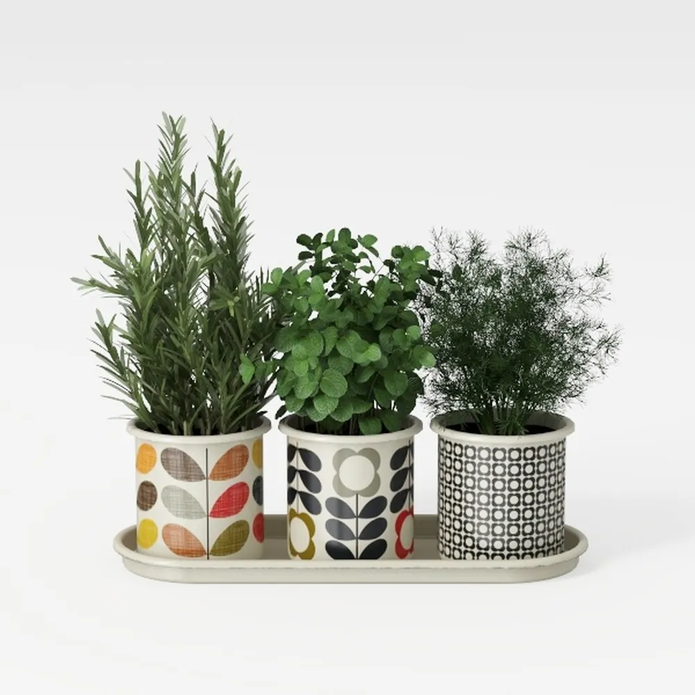 Costa Farms Live Plants (3 Pack), Easy to Grow