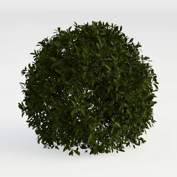 Red Tip Photinia