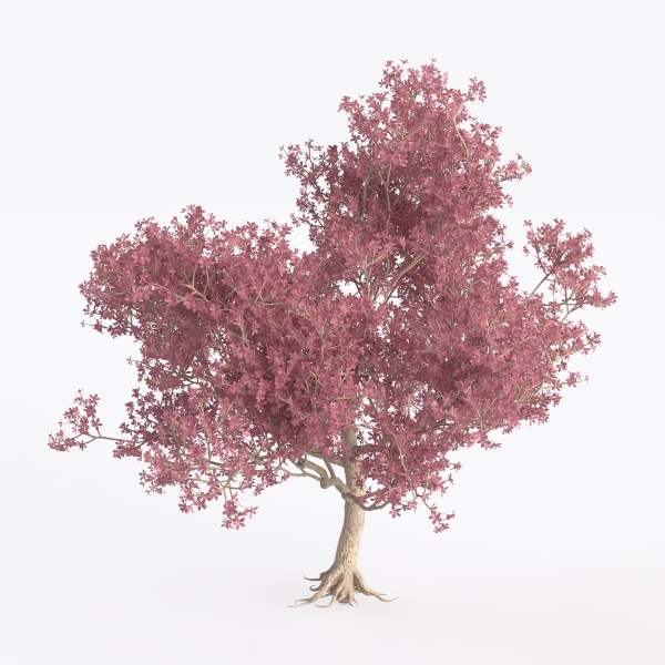 cherry tree-Landscape Greenery