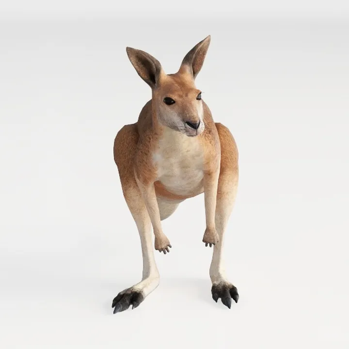 kangaroo-Australia Day