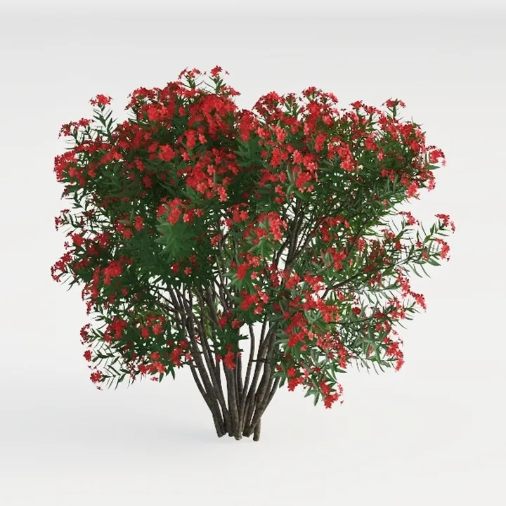 Oleander