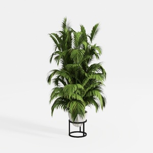 Costa Farms Boston Fern Live Plant, Outdoors or
