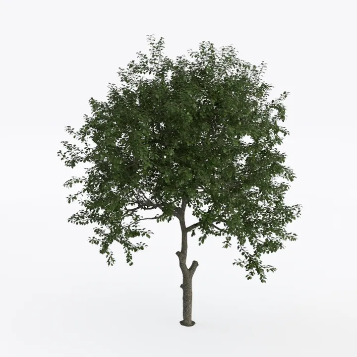 Realistic Green Deciduous Tree 3D Model