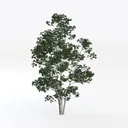 birch tree-Archviz Trees Left 45 Degree View