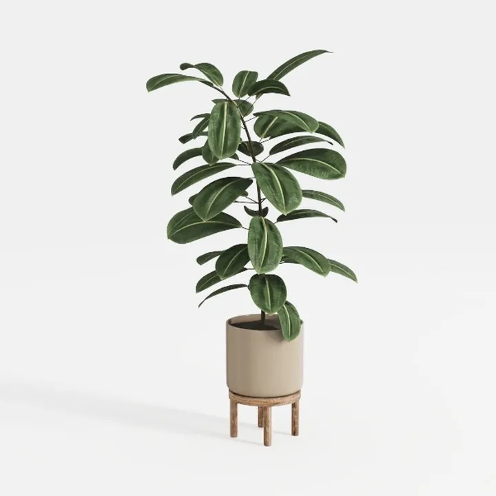 Costa Farms Snake Plant, Live Indoor and Outdoor