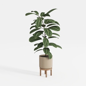 Costa Farms Snake Plant, Live Indoor and Outdoor