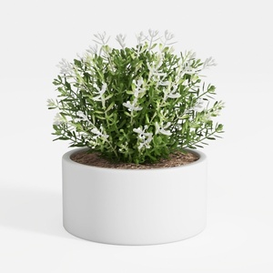 plant-Greenery Delights