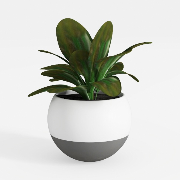 plant-Greenery Delights