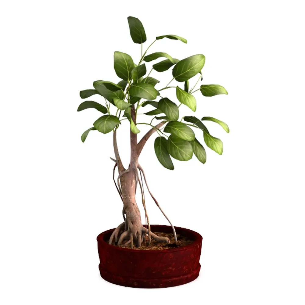 Costa Farms Money Tree, Large, Live Indoor Plant