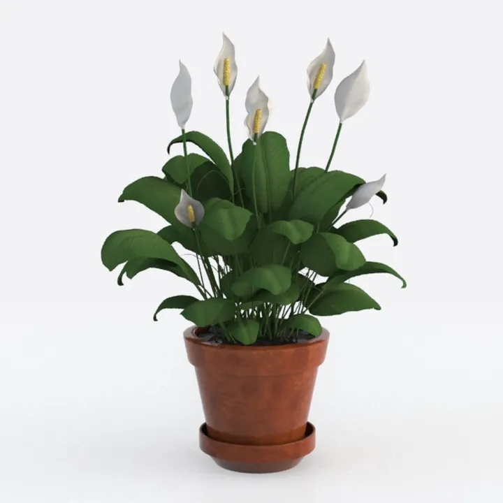 Costa Farms Ficus Tineke Live Plant, Easy to Grow 