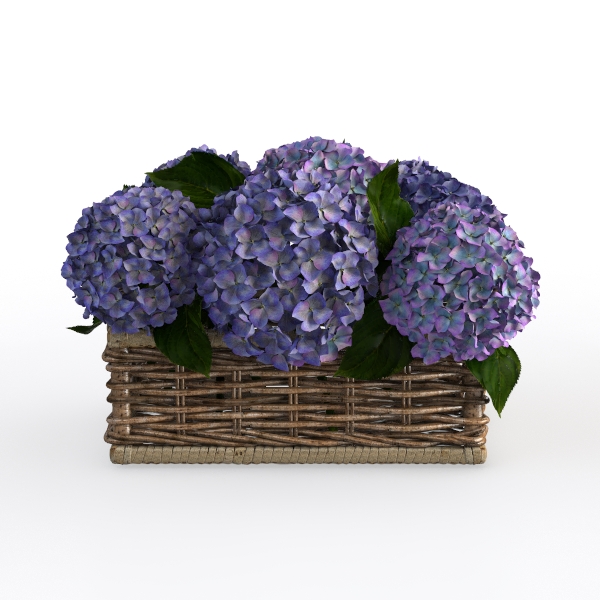 Flower - Hydrangea in basket