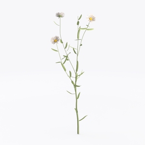 Minimalist Artificial Daisy Flower Branch 3D Model