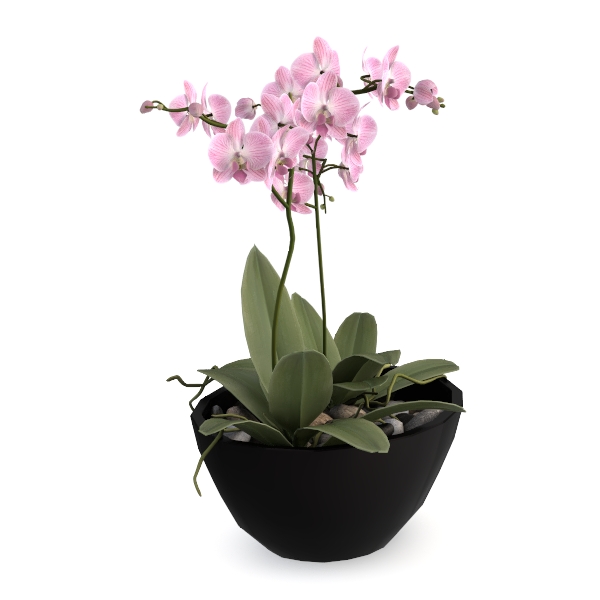 My Shelfie - Pink Bower Flower Vine, Pink Plant 