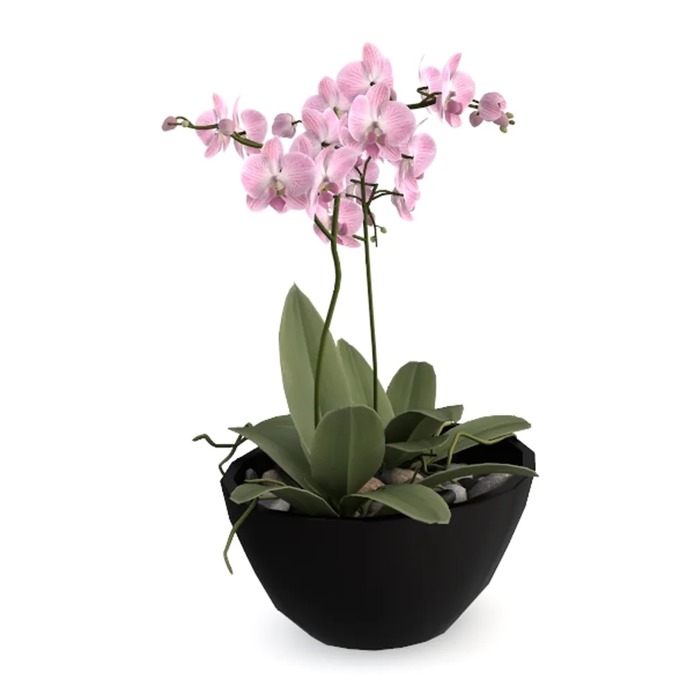 My Shelfie - Pink Bower Flower Vine, Pink Plant 