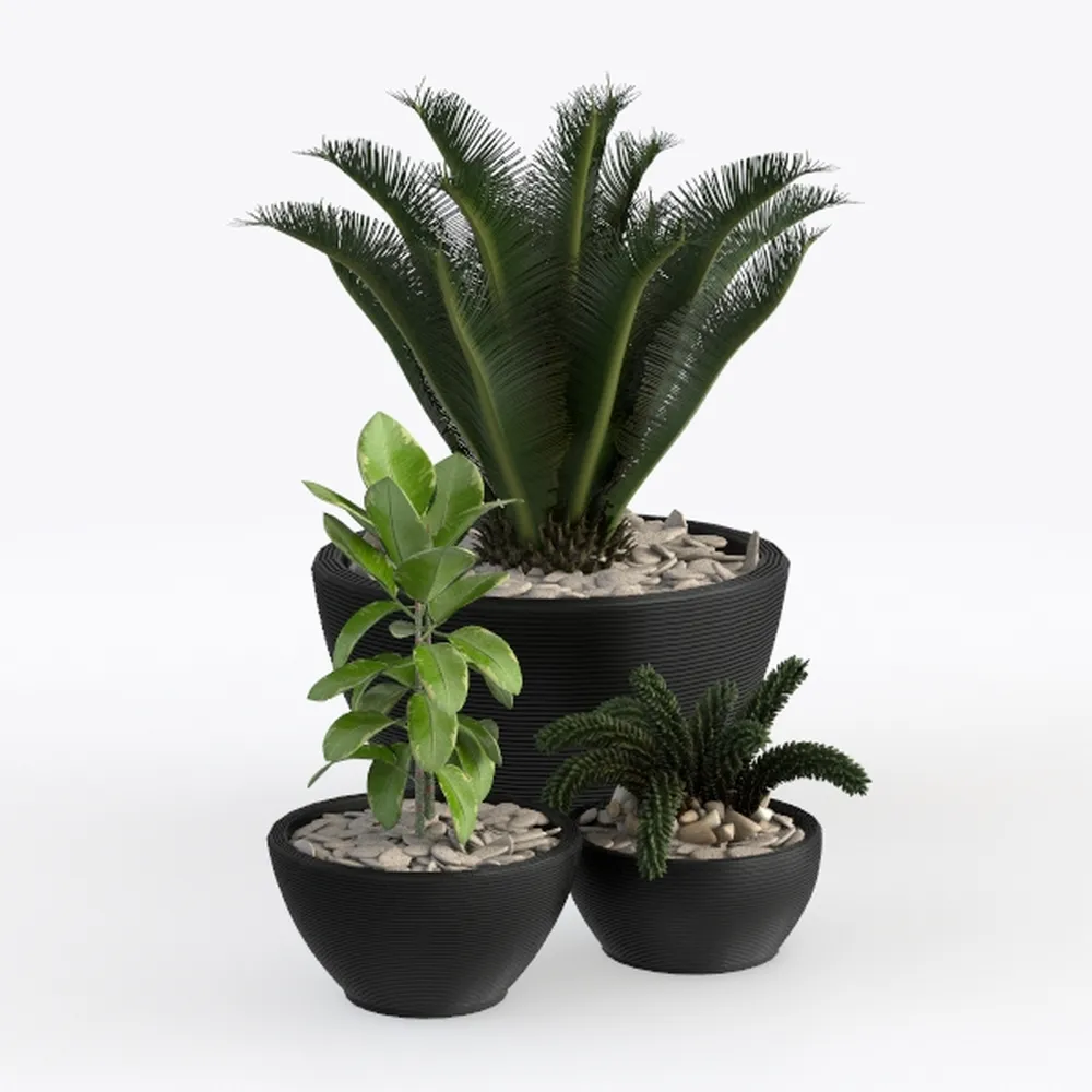 Costa Farms Chinese Evergreen Live Plant