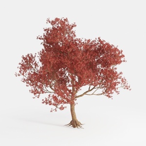 tree-Open-Air Living