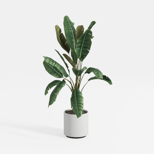 Aritificial Umbrella Schefflera Tree - 6Ft Tall
