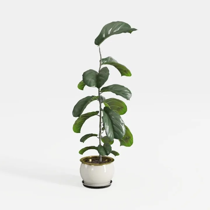 Minimalist White Ceramic Potted Fiddle Leaf Fig Plant 3D Model