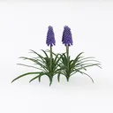 Realistic Grape Hyacinth Flower Plant 3D Model Left 45 Degree View