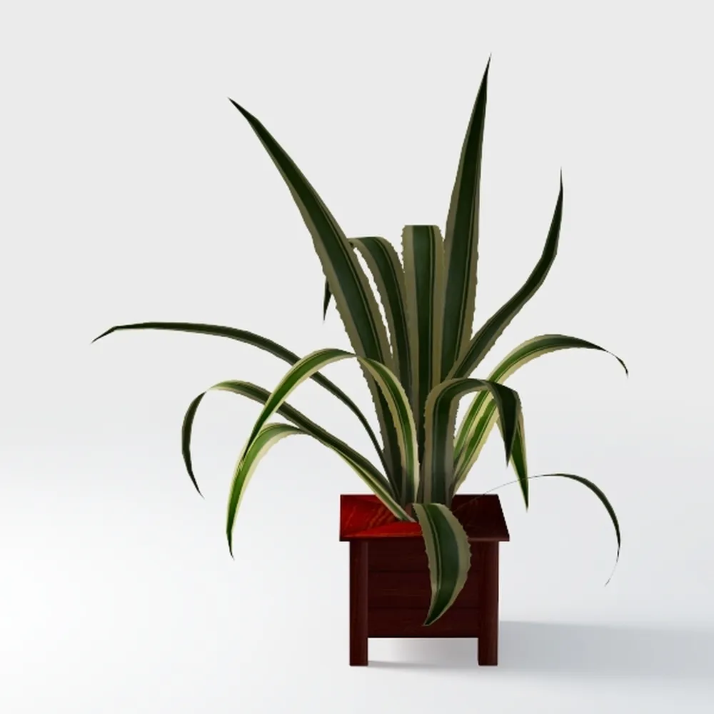 Costa Farms Red Chinese Evergreen Live Indoor 