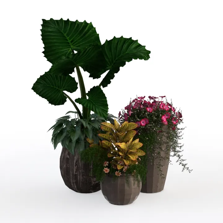 2 Dwaft Ixora Plants Live, Flowers Plants, Live