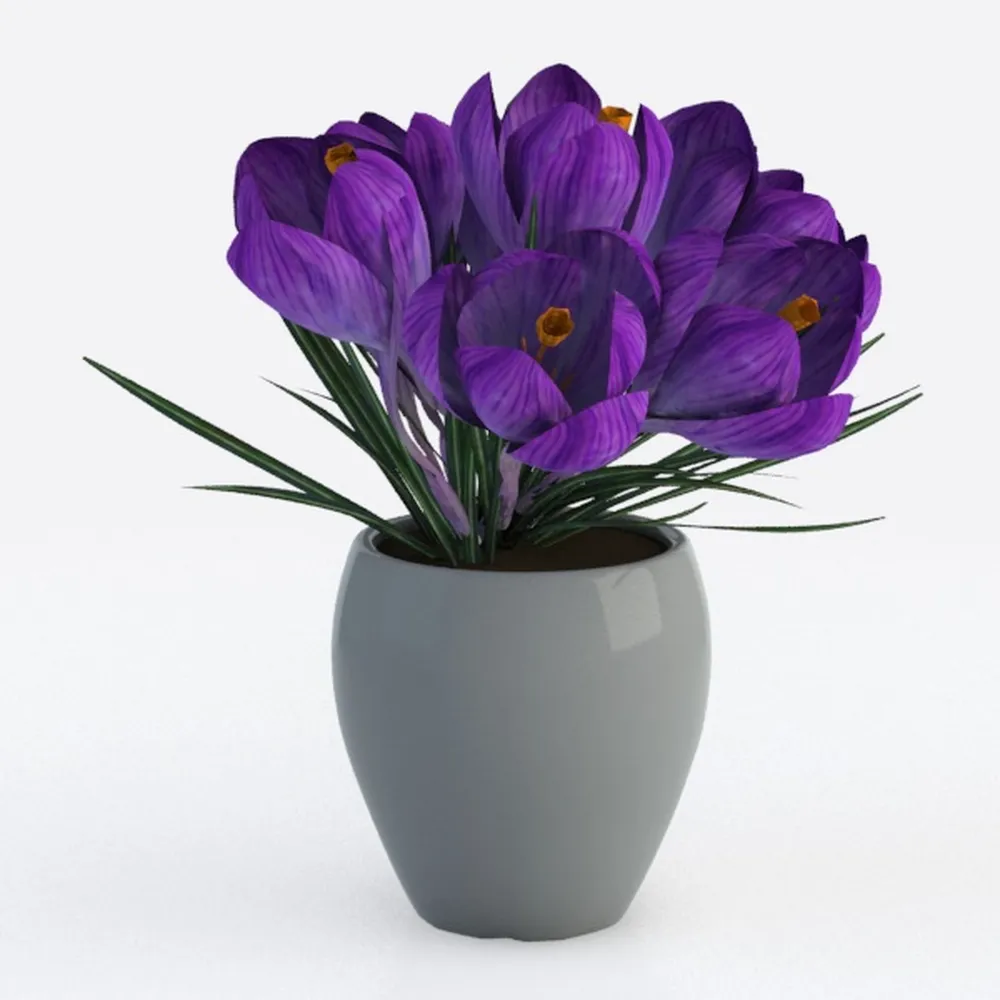 Wandering Dude Assortment, Tradescantia Variety