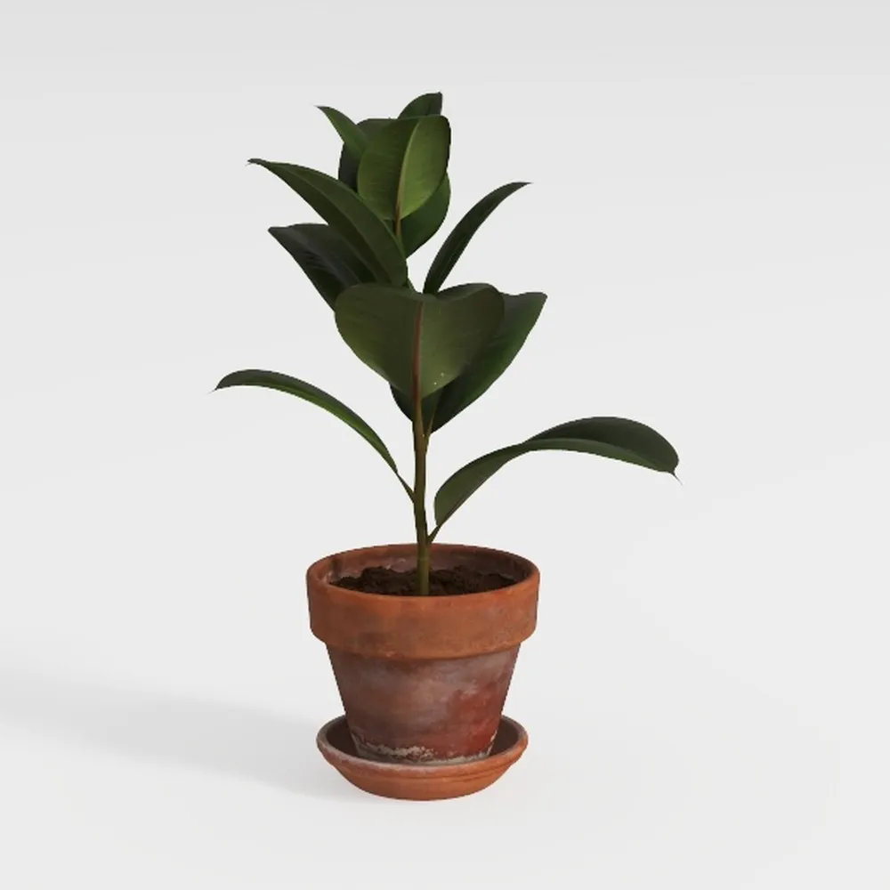 Costa Farms Burgundy Rubber Plant, Live Indoor
