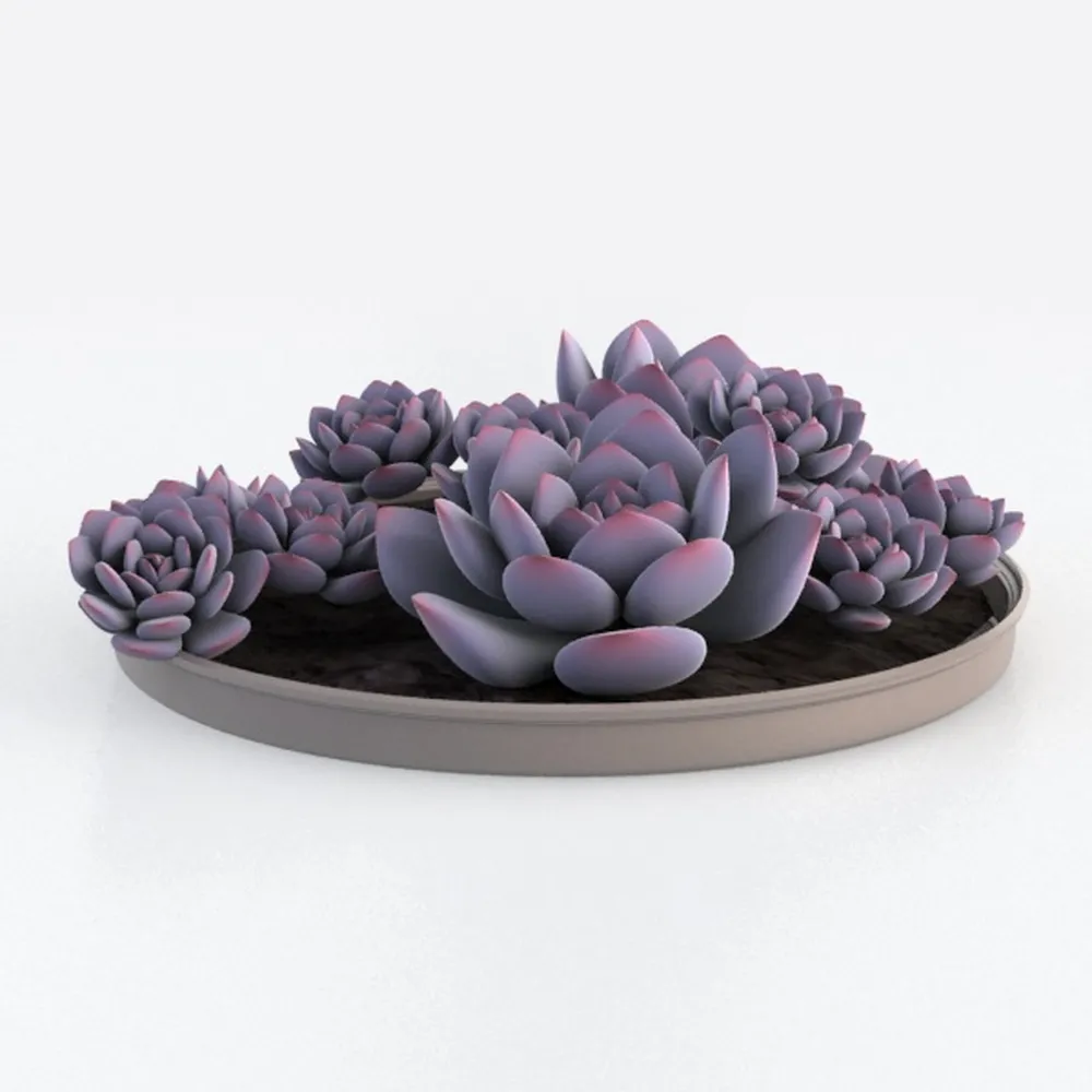 Live Succulents Aeonium 'Pink Wich' (4-inch)