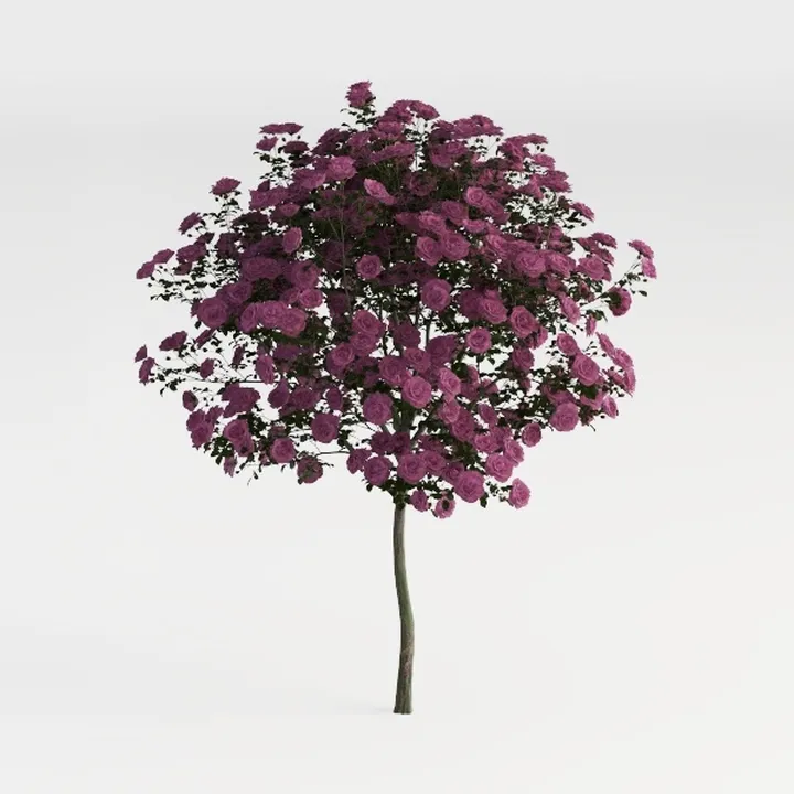 Azalea Tree