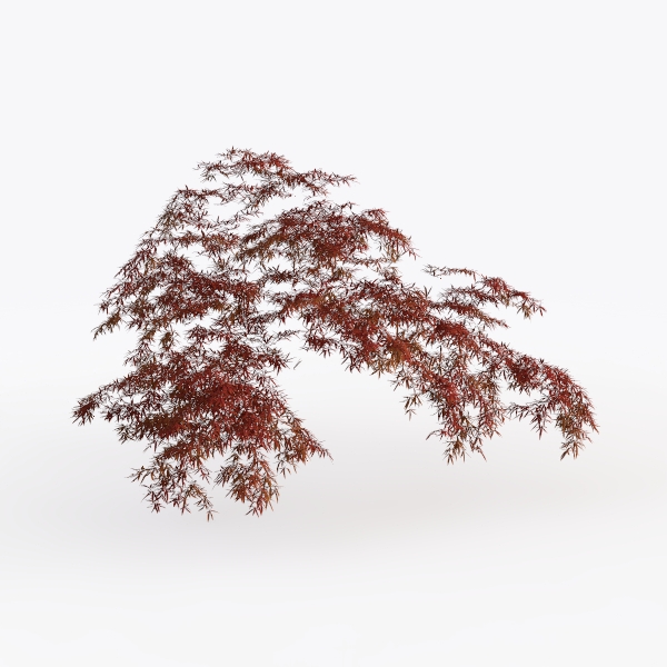 red leaf tree-Landscape Greenery