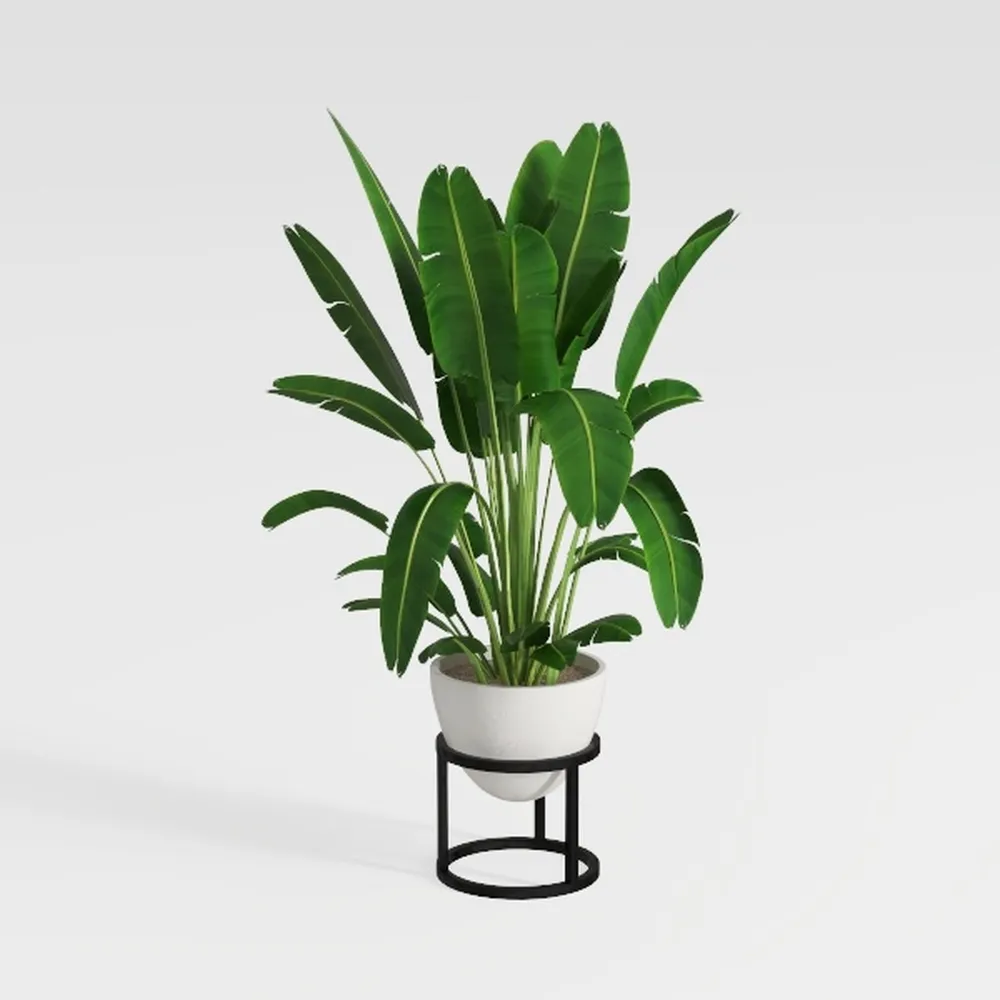 Costa Farms Boston Fern Live Plant, Outdoors or
