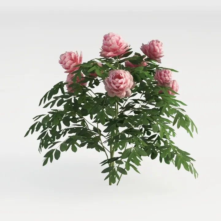 Peony