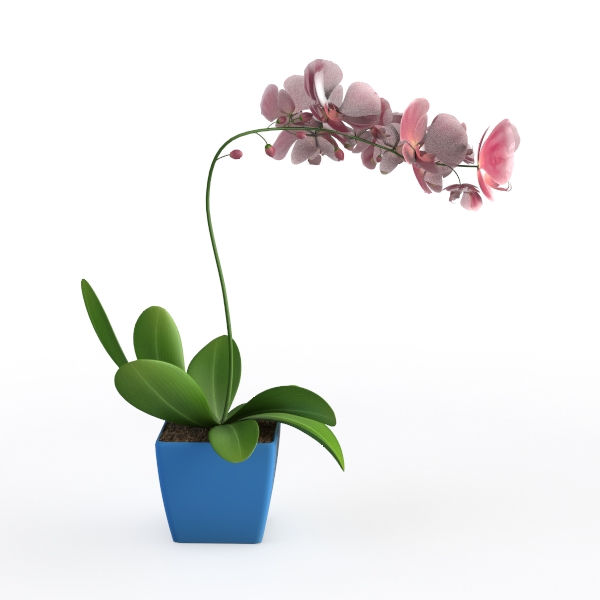 Potted plant Green plant B-40