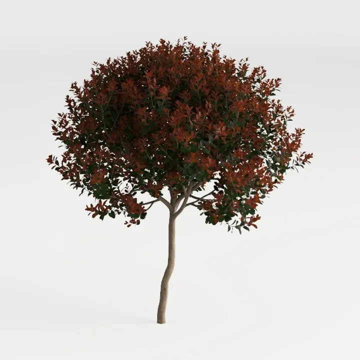 Red Tip Photinia