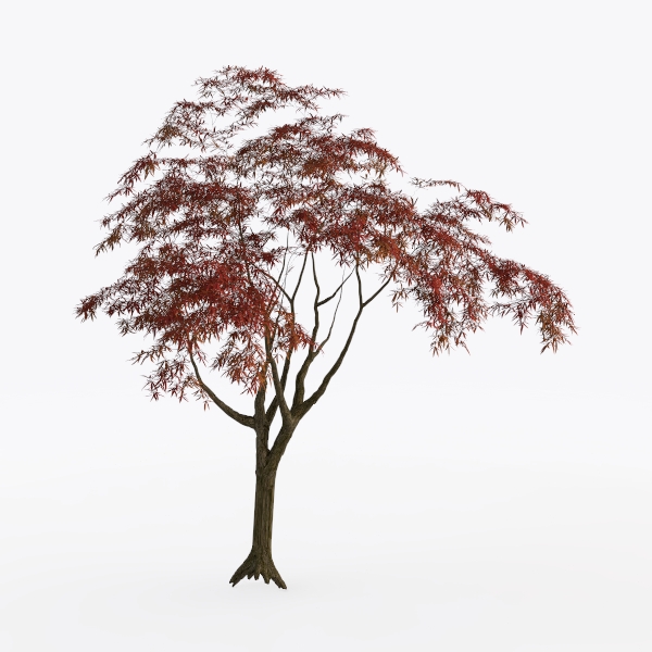 maple tree-Landscape Greenery